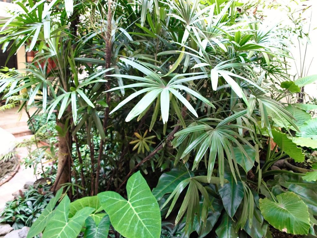 Hotel The Palm House Inn San José Exterior foto